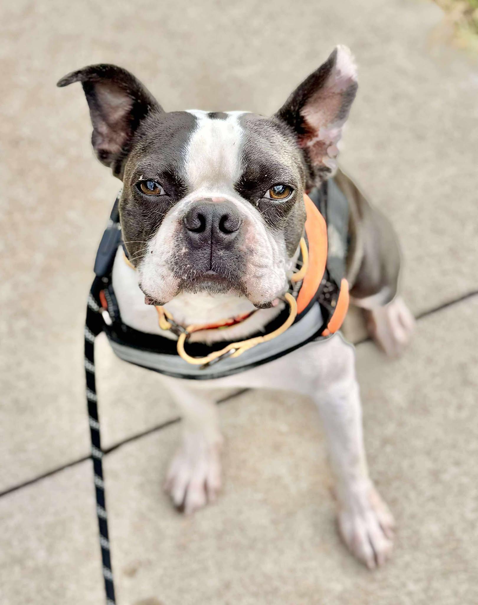 Enlarge Maverick Blue, a Adoptable Boston Terrier in Muskogee, OK image 1/6