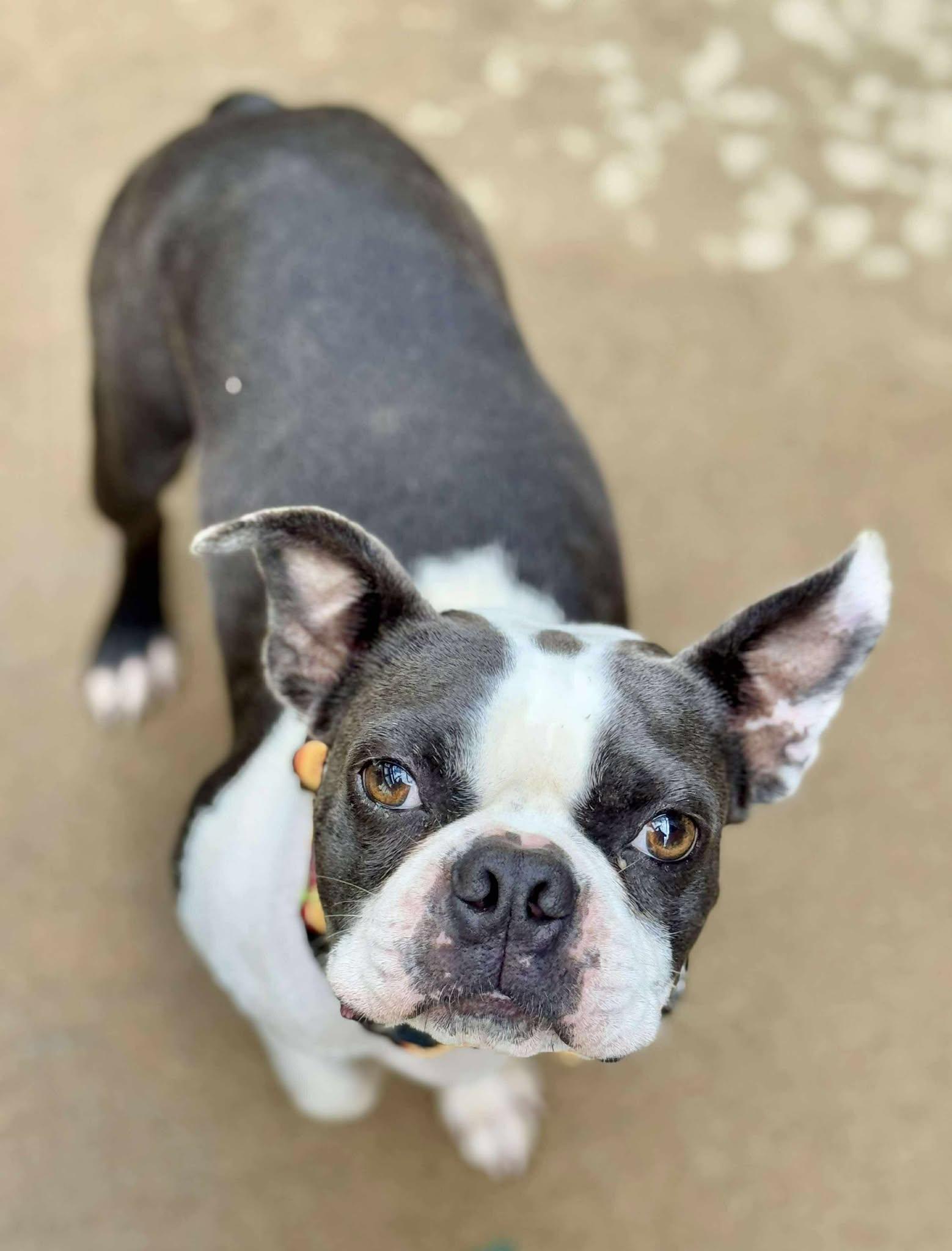 Enlarge Maverick Blue, a Adoptable Boston Terrier in Muskogee, OK image 3/6