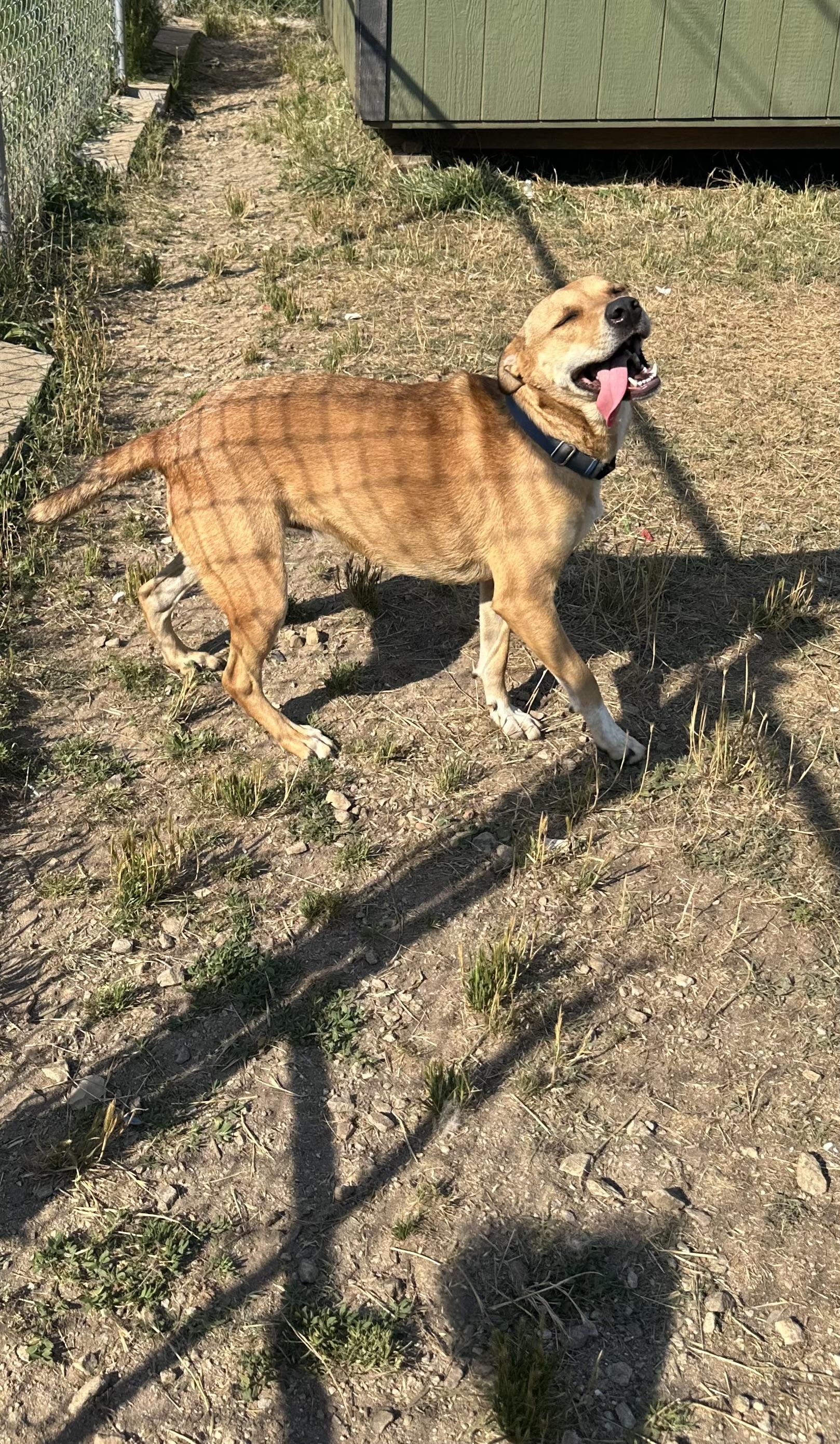 Anastasia, a ADOPTABLE Labrador Retriever in CUMMING, GA image 3/4