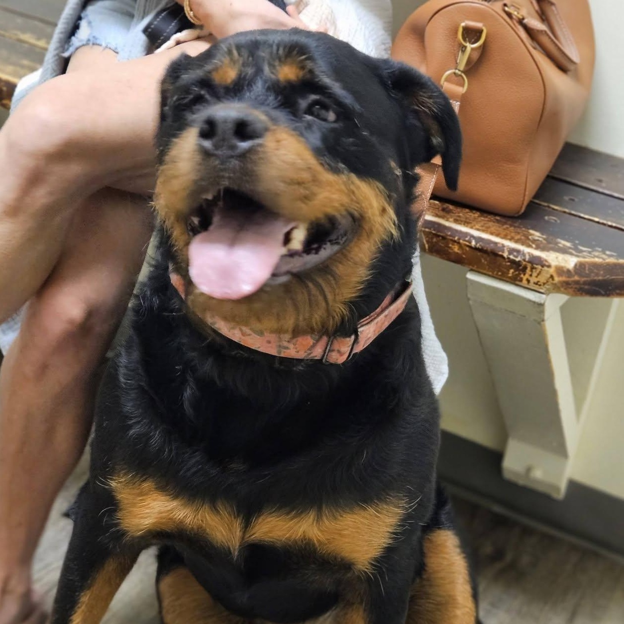 Enlarge Tater, a ADOPTABLE Rottweiler in Broken Arrow, OK image 3/3