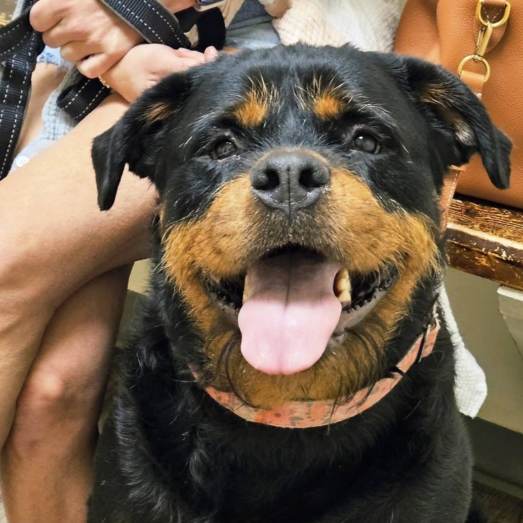 Enlarge Tater, a ADOPTABLE Rottweiler in Broken Arrow, OK image 1/3