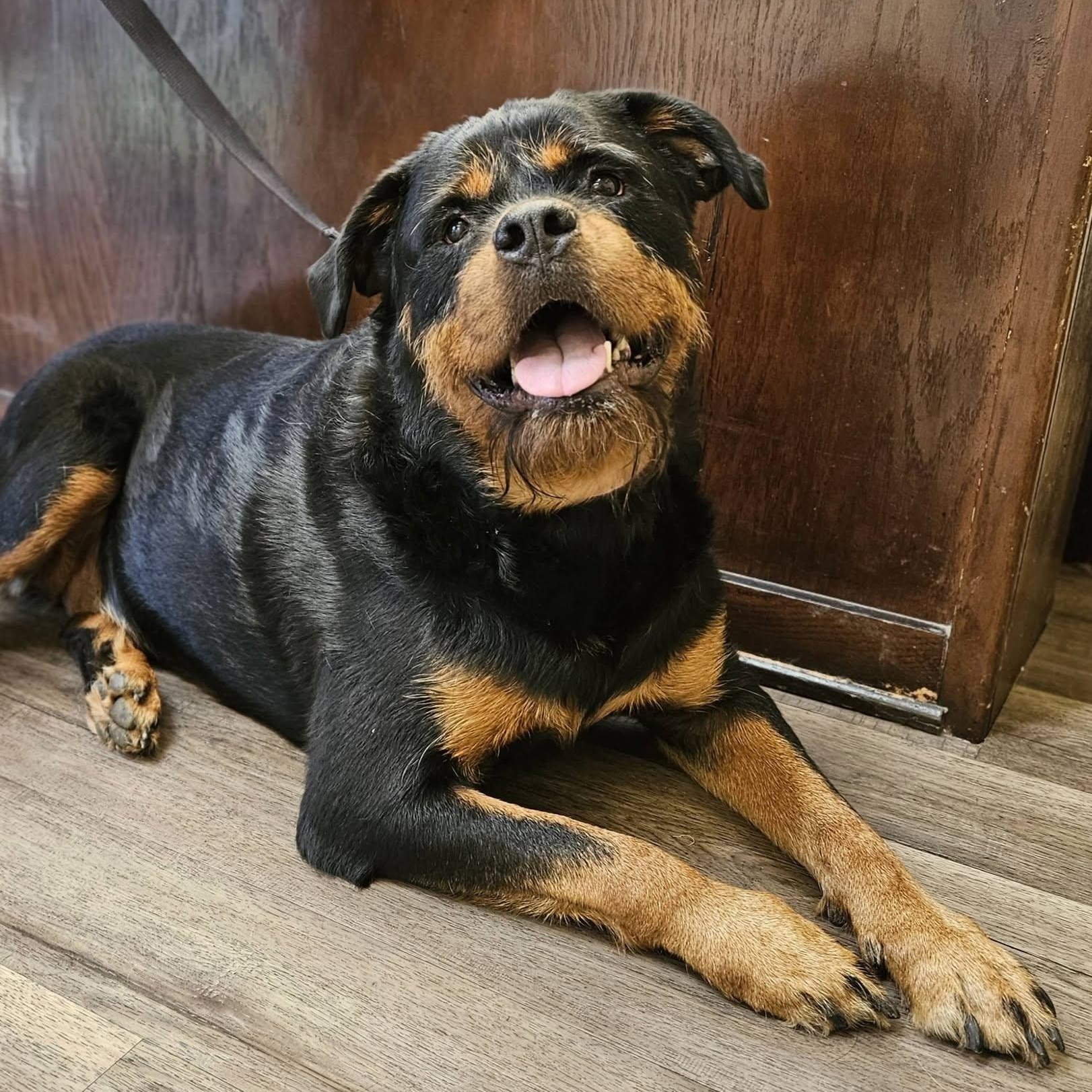 Enlarge Tater, a ADOPTABLE Rottweiler in Broken Arrow, OK image 2/3