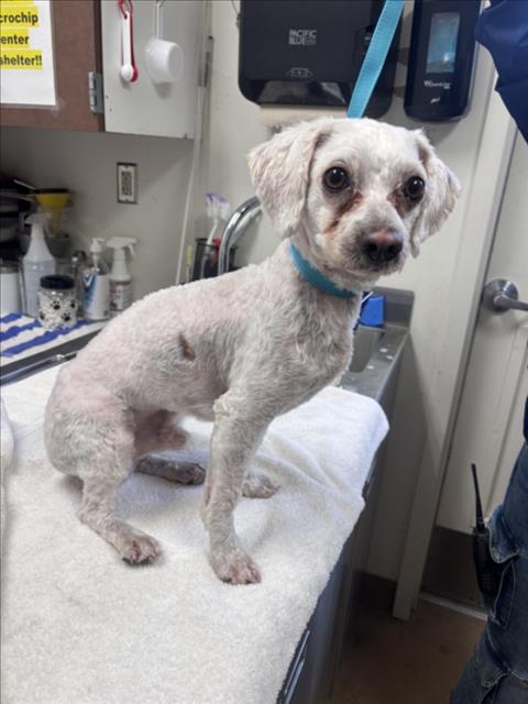 Enlarge ALFREDO, a Adoptable Poodle in Norco, CA image 1/1