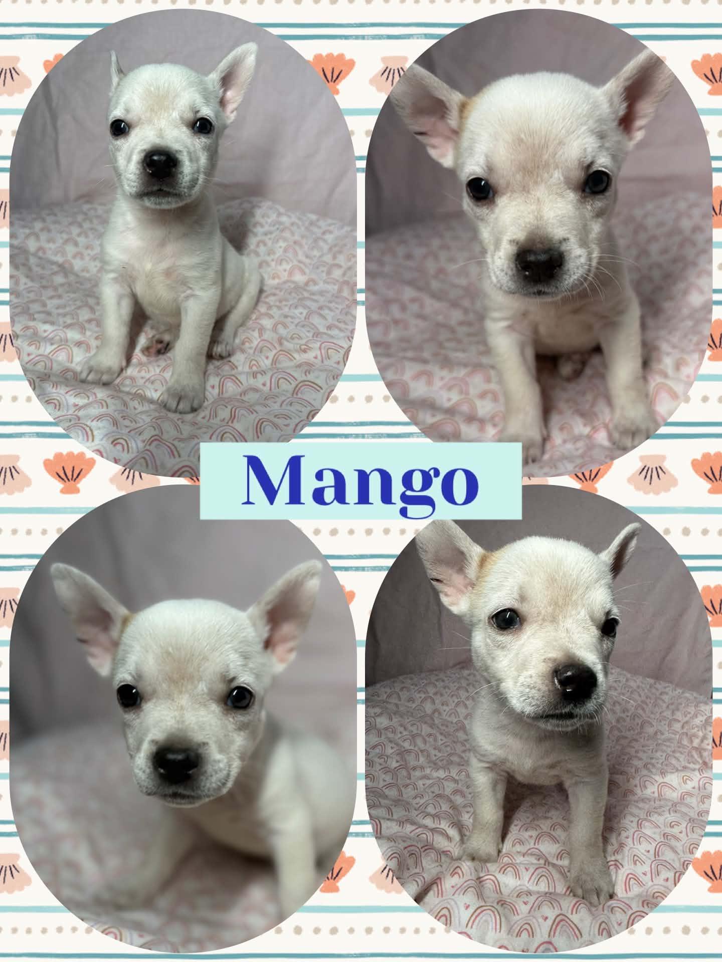 Mango, adopted, Puppy Male Chihuahua.