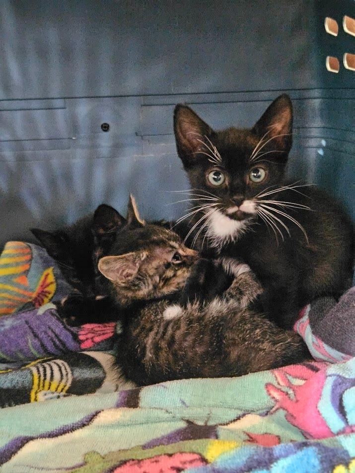 Hugo Boss, Adoptable, Kitten Male Domestic Short Hair.