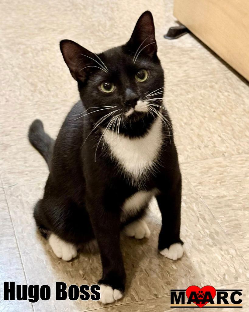 Enlarge Hugo Boss, a Adoptable mixed breed in Maryville, TN image 2/3