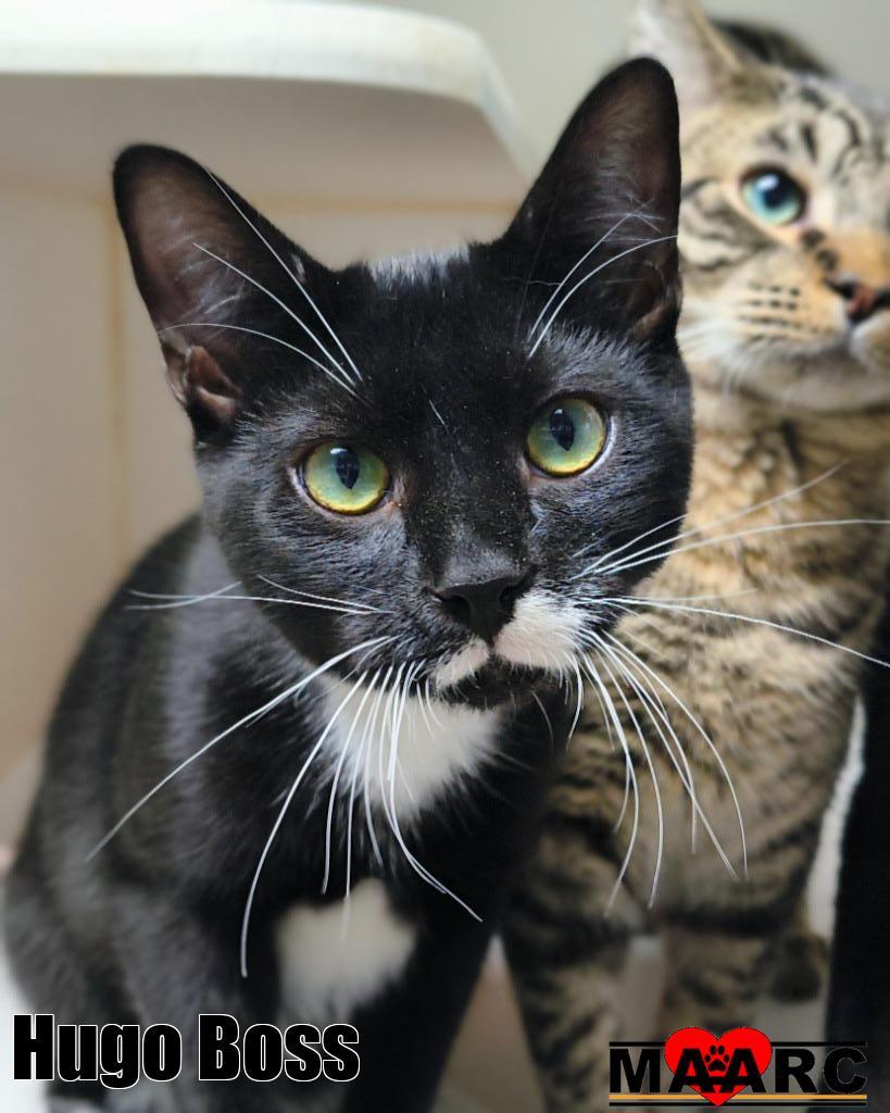 Enlarge Hugo Boss, a Adoptable mixed breed in Maryville, TN image 3/3