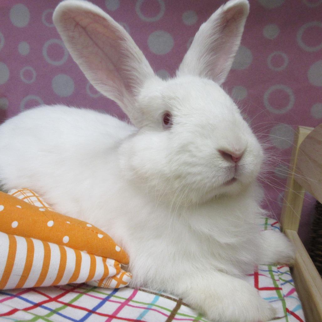 Enlarge Zacho, a Adoptable Angora Rabbit in Newport, PA image 1/6