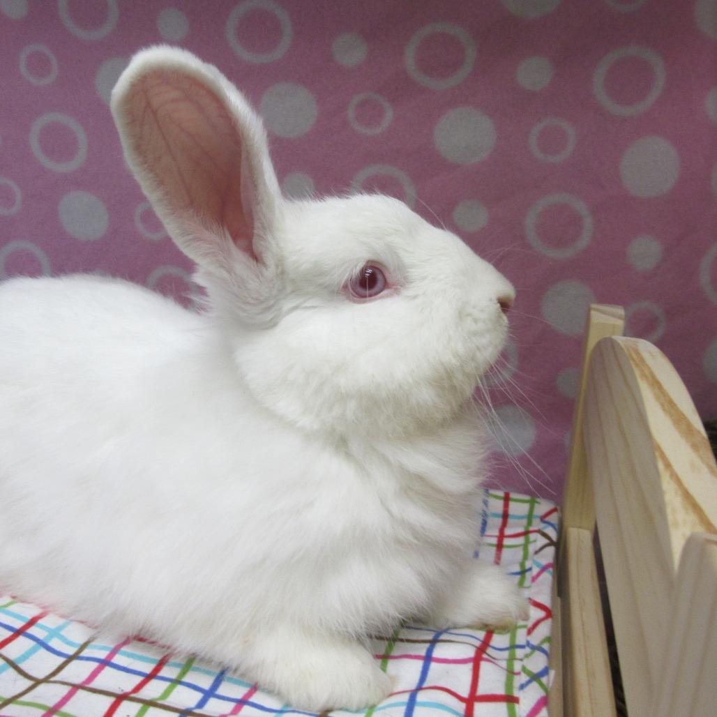 Enlarge Zacho, a Adoptable Angora Rabbit in Newport, PA image 4/6