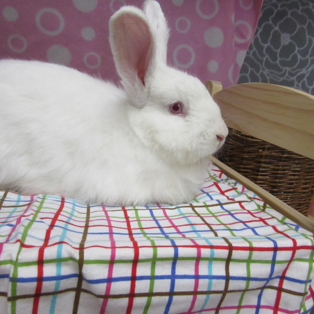 Enlarge Zacho, a Adoptable Angora Rabbit in Newport, PA image 5/6