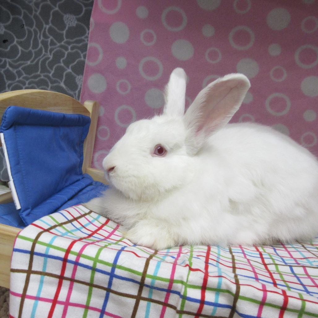 Enlarge Zacho, a Adoptable Angora Rabbit in Newport, PA image 6/6