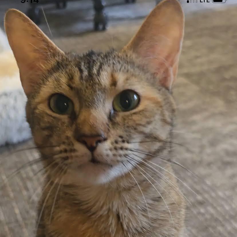 Penelope & Marilyn, a Adoptable Domestic Short Hair in Buffalo, NY image 2/3