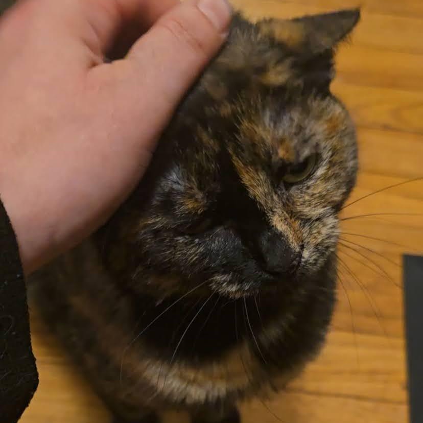 Penelope & Marilyn, a Adoptable Domestic Short Hair in Buffalo, NY image 3/3