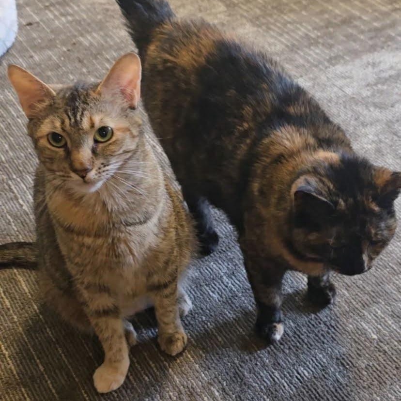 Penelope & Marilyn, a Adoptable Domestic Short Hair in Buffalo, NY image 1/3