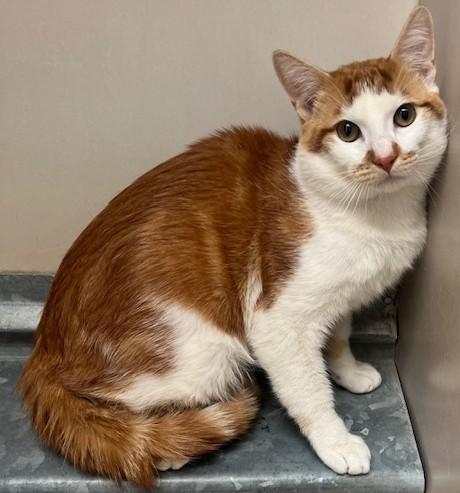 60741505, adopted, Adult Male Domestic Short Hair.