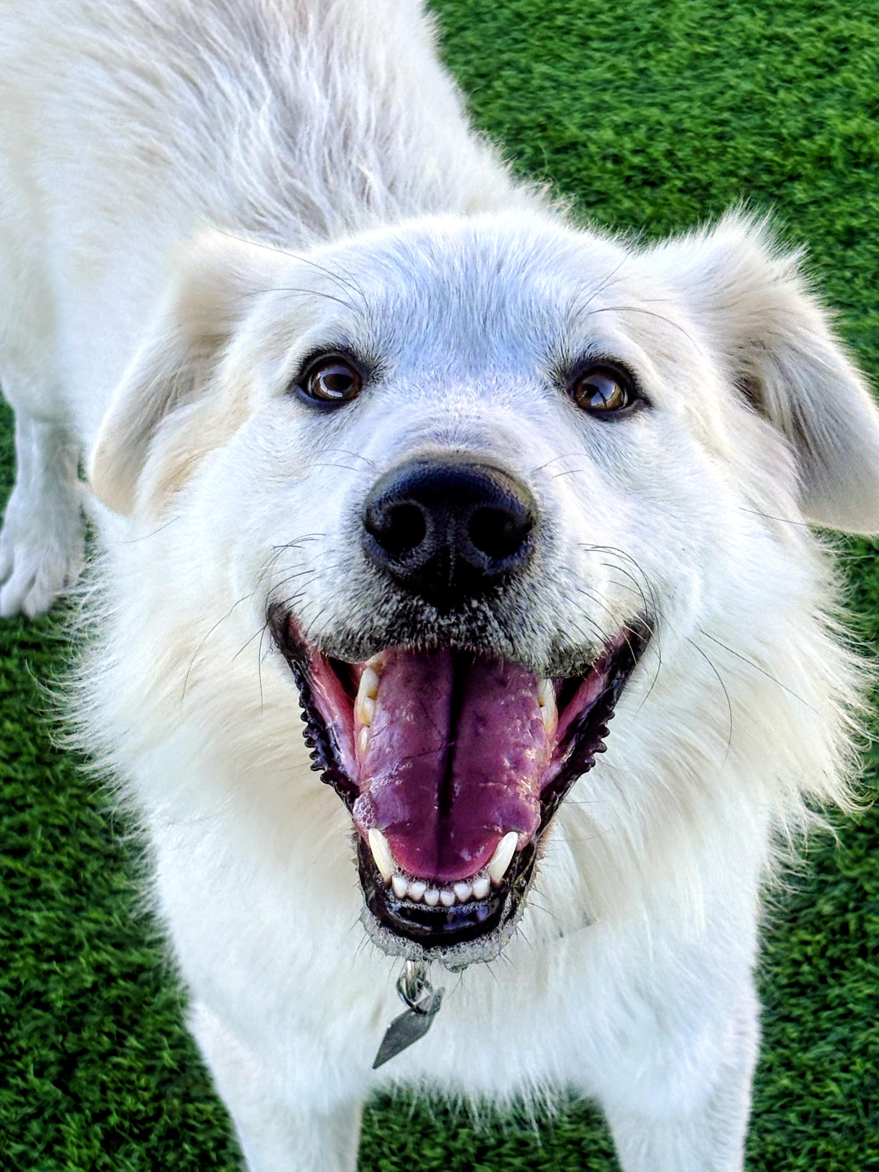 Enlarge Ace, a Adoptable mixed breed in Denver , CO image 4/6