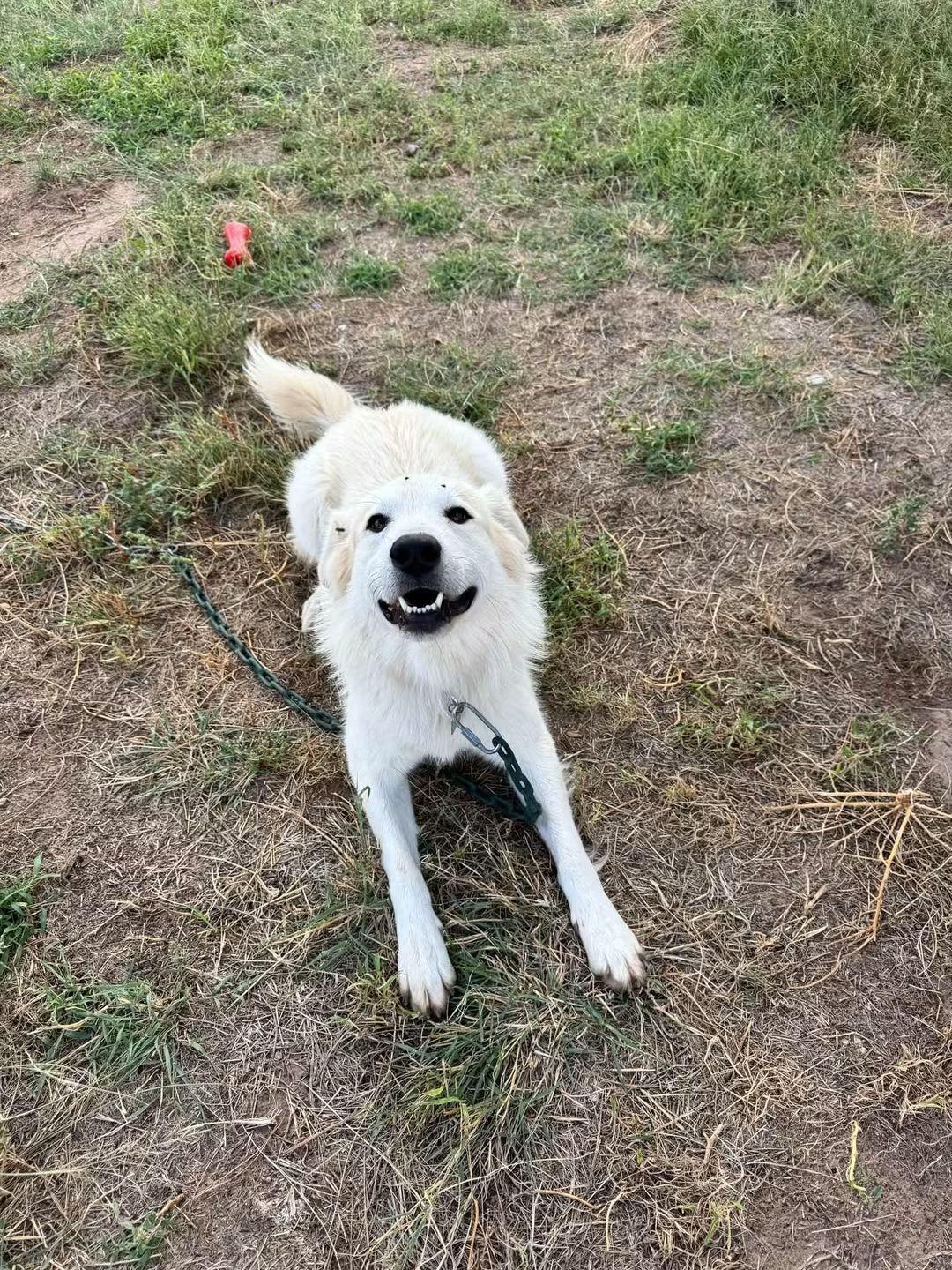 Enlarge Ace, a Adoptable mixed breed in Denver , CO image 6/6
