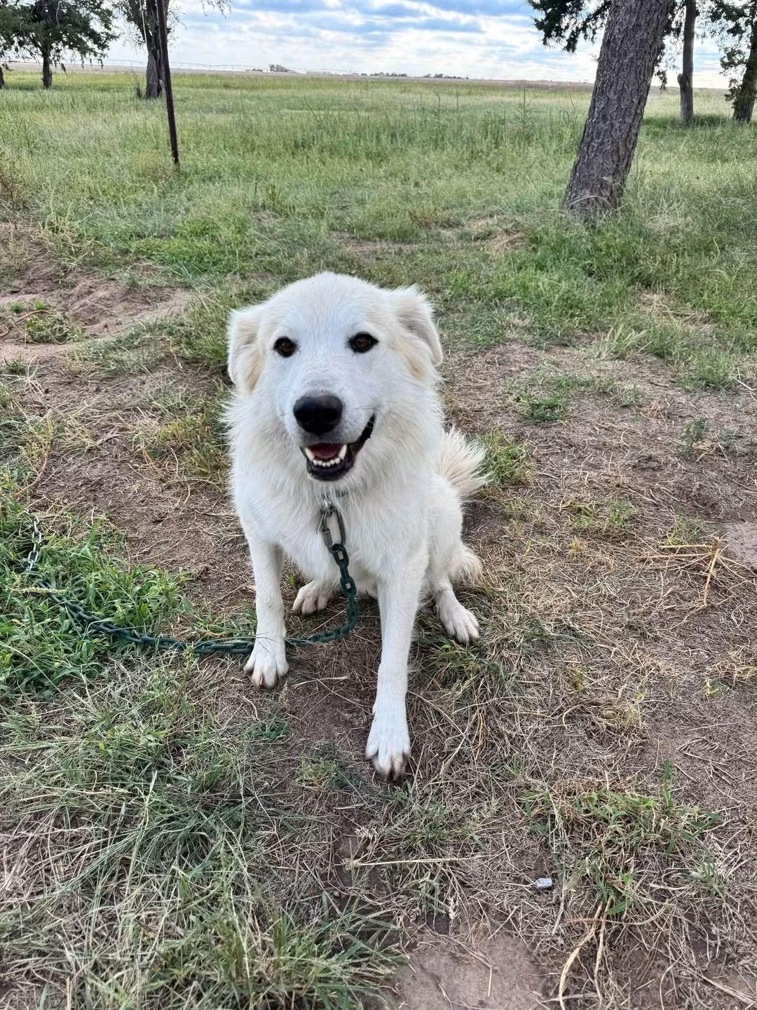 Enlarge Ace, a Adoptable mixed breed in Denver , CO image 5/6