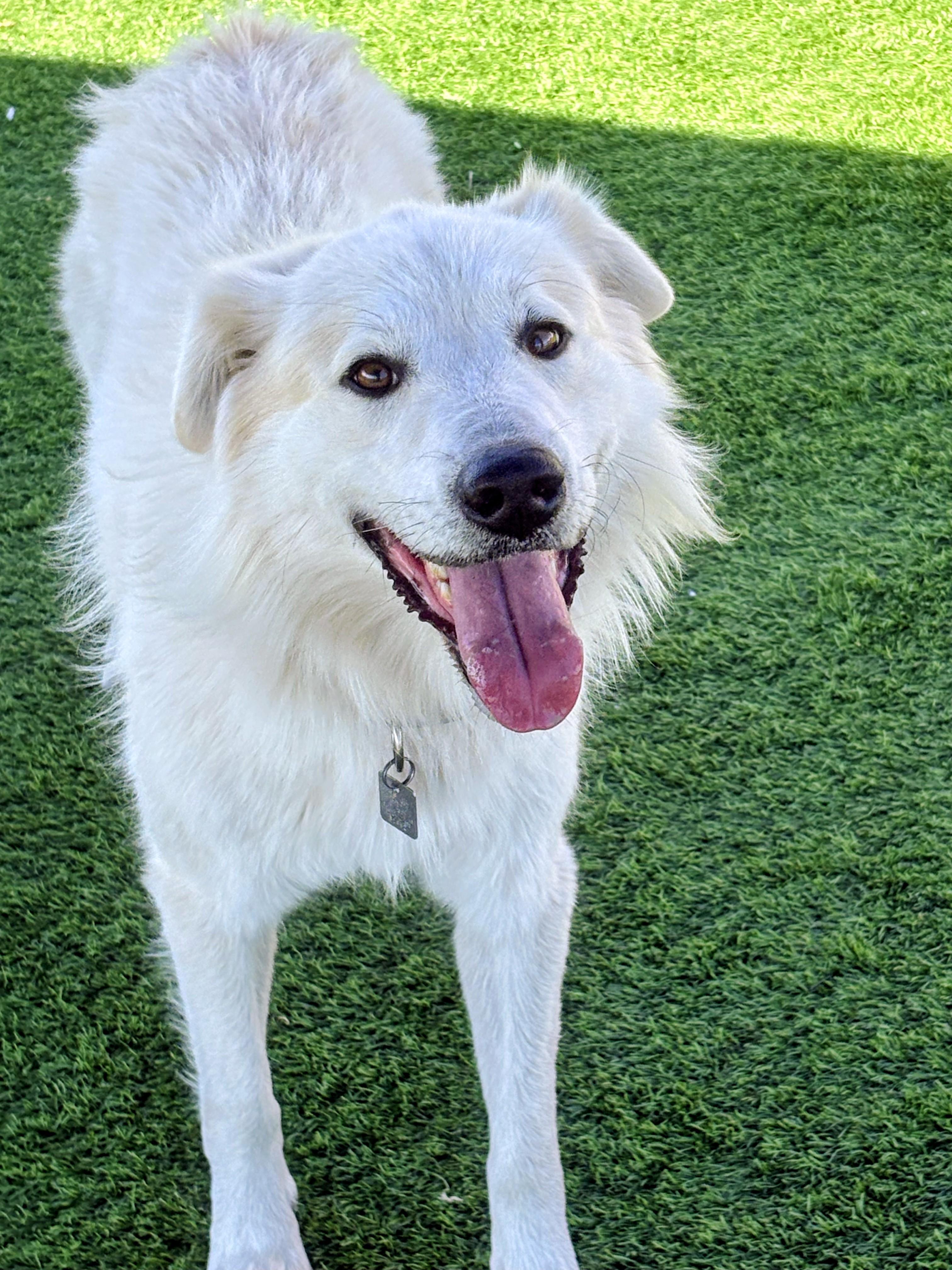 Ace, Adoptable, Adult Male Flat-Coated Retriever & Great Pyrenees.