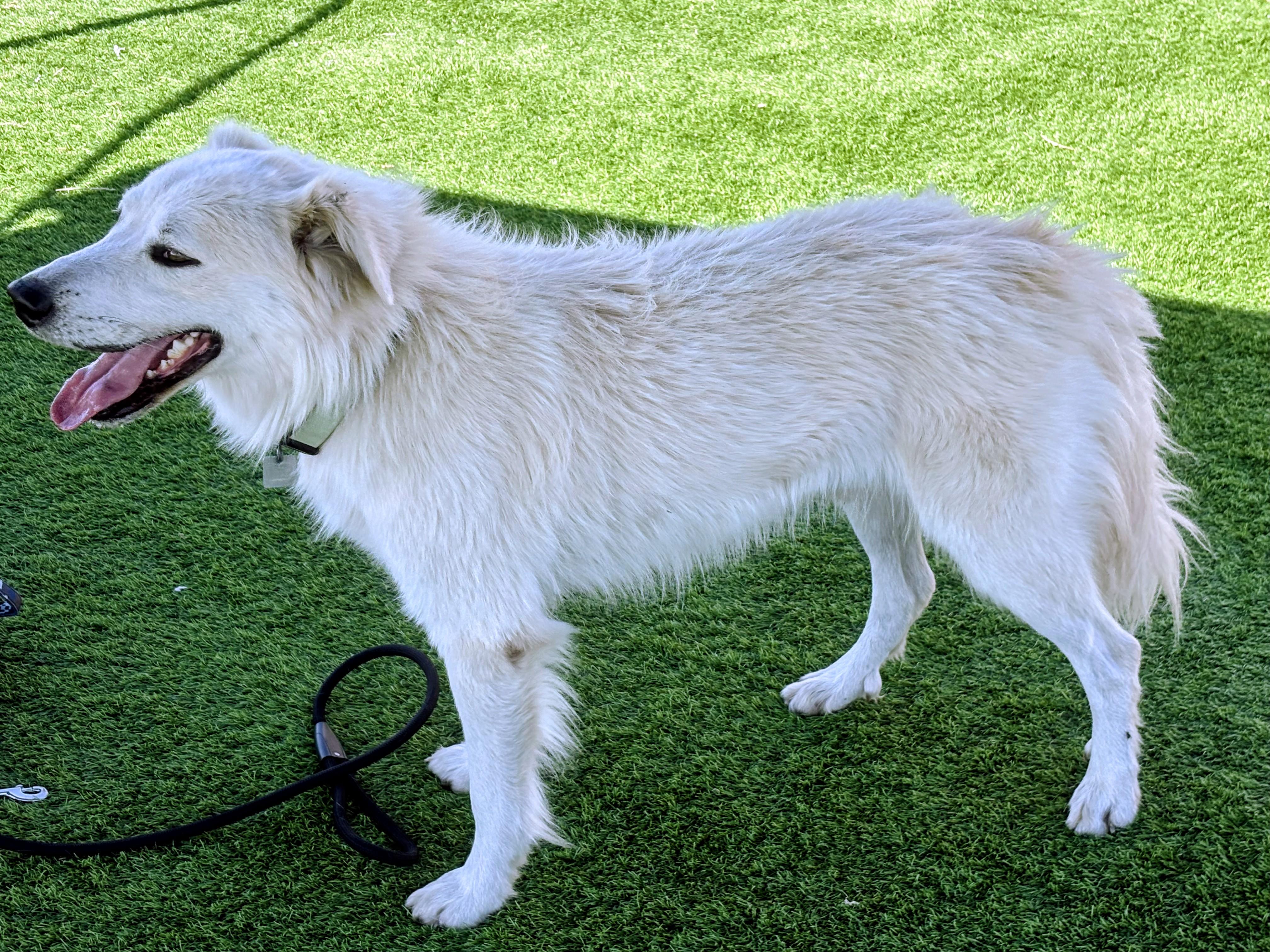 Enlarge Ace, a Adoptable mixed breed in Denver , CO image 3/6