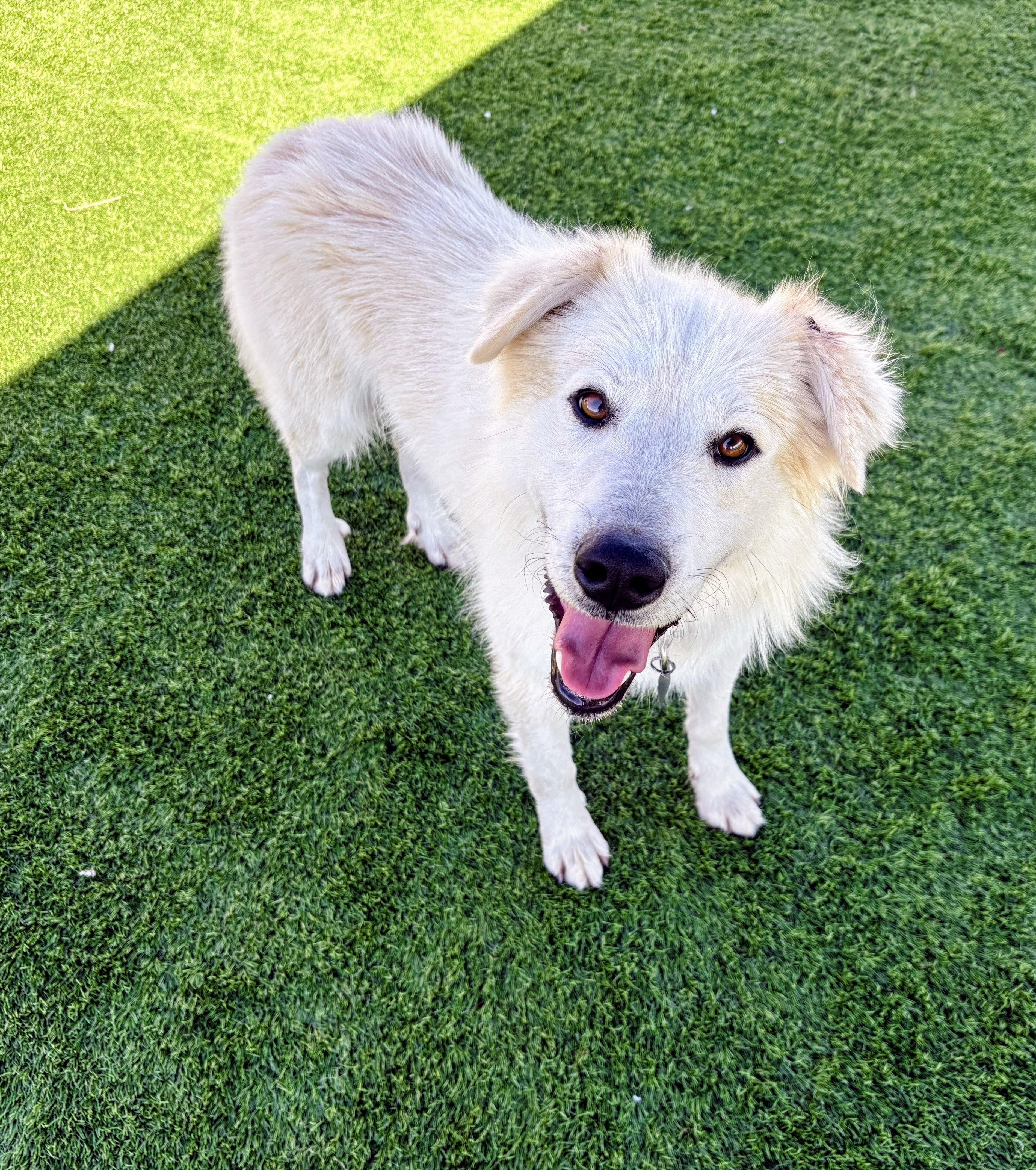 Enlarge Ace, a Adoptable mixed breed in Denver , CO image 2/6