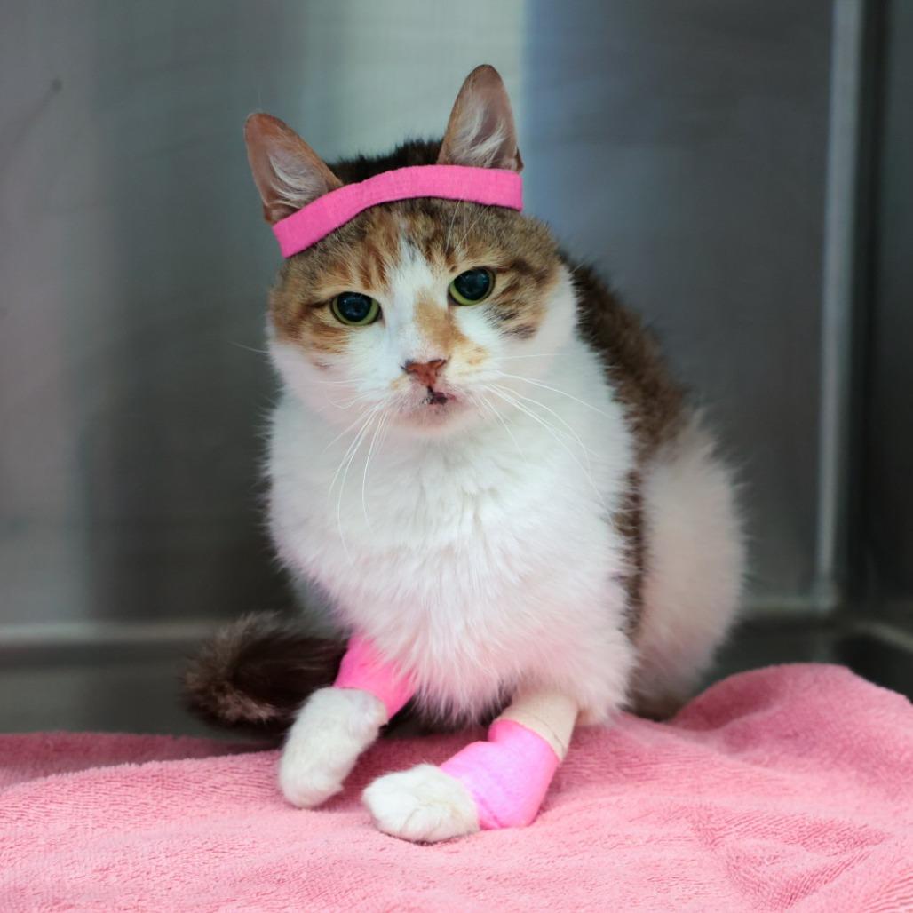 Enlarge Callie Sue, a Adoptable Domestic Short Hair in Santa Barbara, CA image 1/1