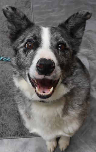 Reggie, Adoptable, Senior Male Australian Shepherd.