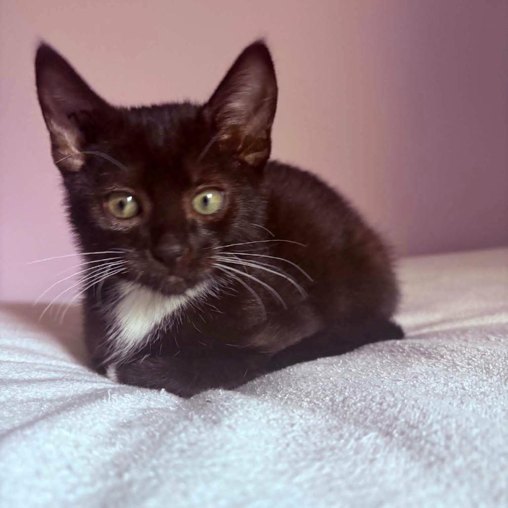 Enlarge Ont, a Adoptable Domestic Short Hair in Abbotsford, BC image 2/3