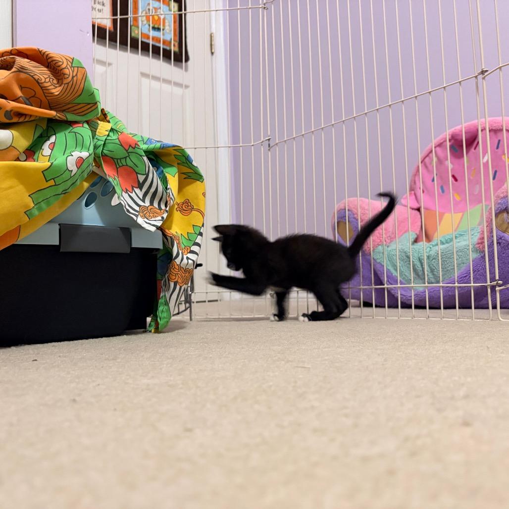 Enlarge Ont, a Adoptable Domestic Short Hair in Abbotsford, BC image 3/3