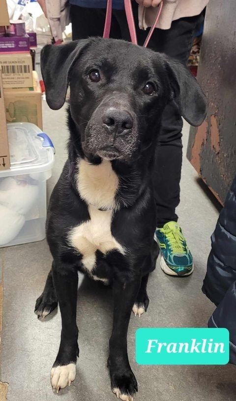 Enlarge Franklin, a Adoptable Labrador Retriever in Richmond, IN image 1/5