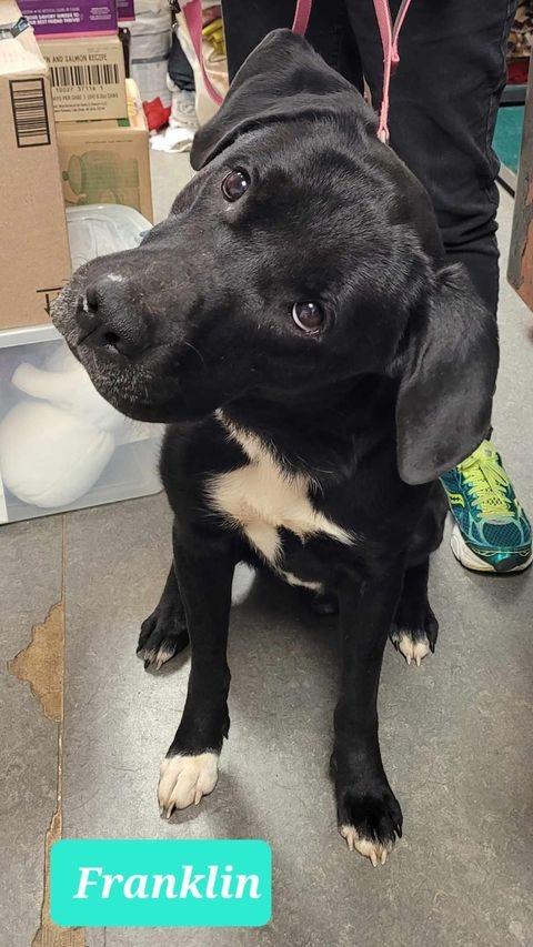 Enlarge Franklin, a Adoptable Labrador Retriever in Richmond, IN image 2/5