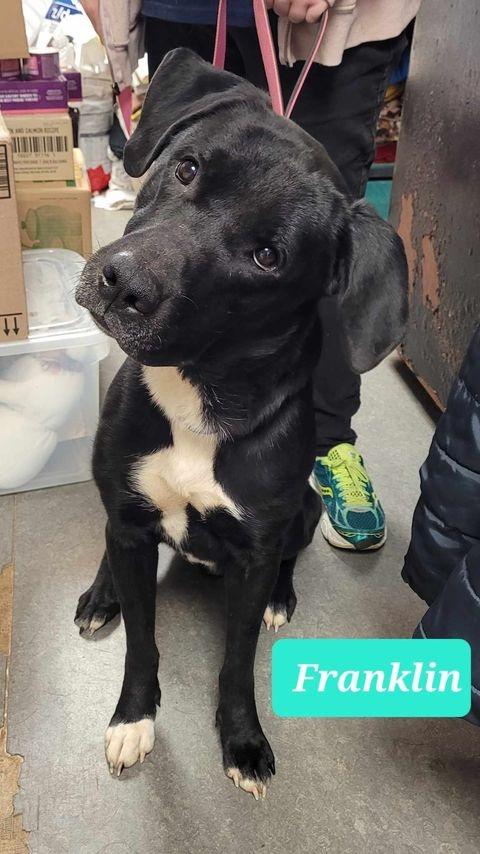 Enlarge Franklin, a Adoptable Labrador Retriever in Richmond, IN image 3/5