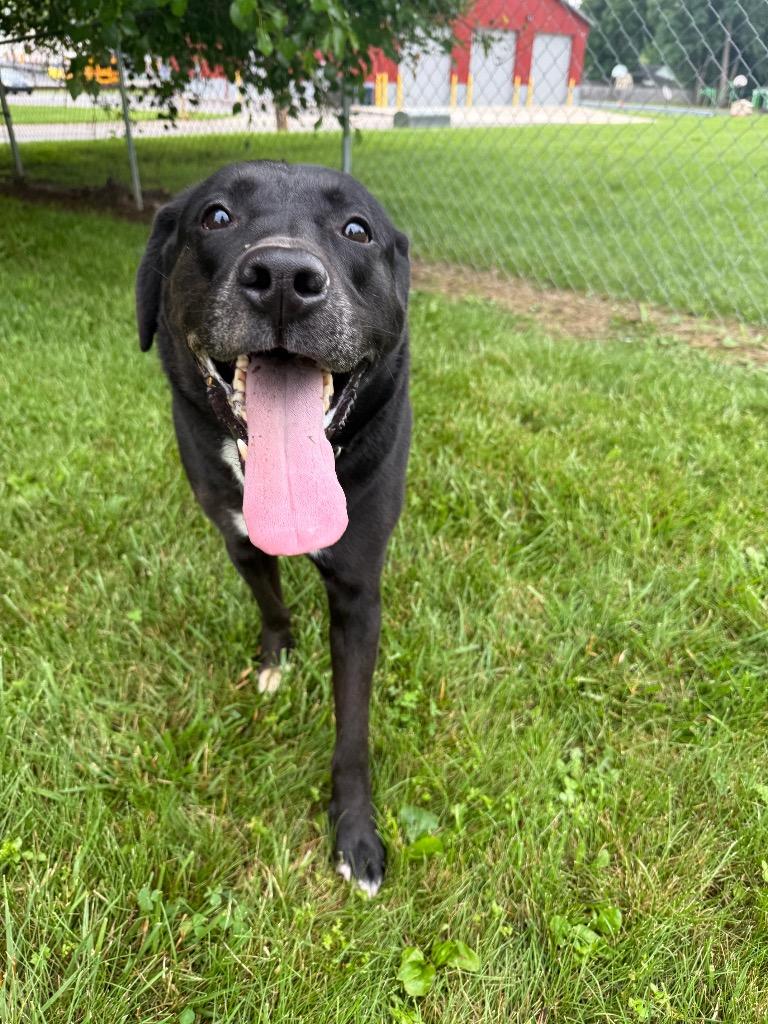 Franklin, a Adoptable Labrador Retriever in Richmond, IN image 4/6