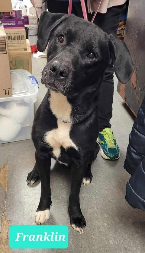 Enlarge Franklin, a Adoptable Labrador Retriever in Richmond, IN image 4/5