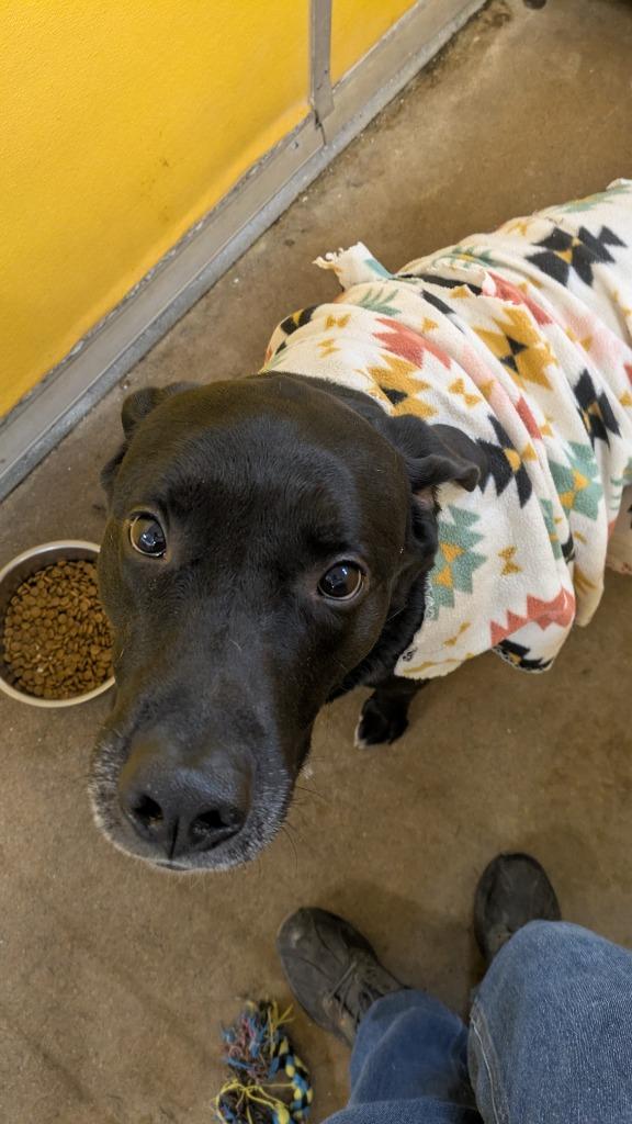 Enlarge Franklin, a Adoptable Labrador Retriever in Richmond, IN image 5/5