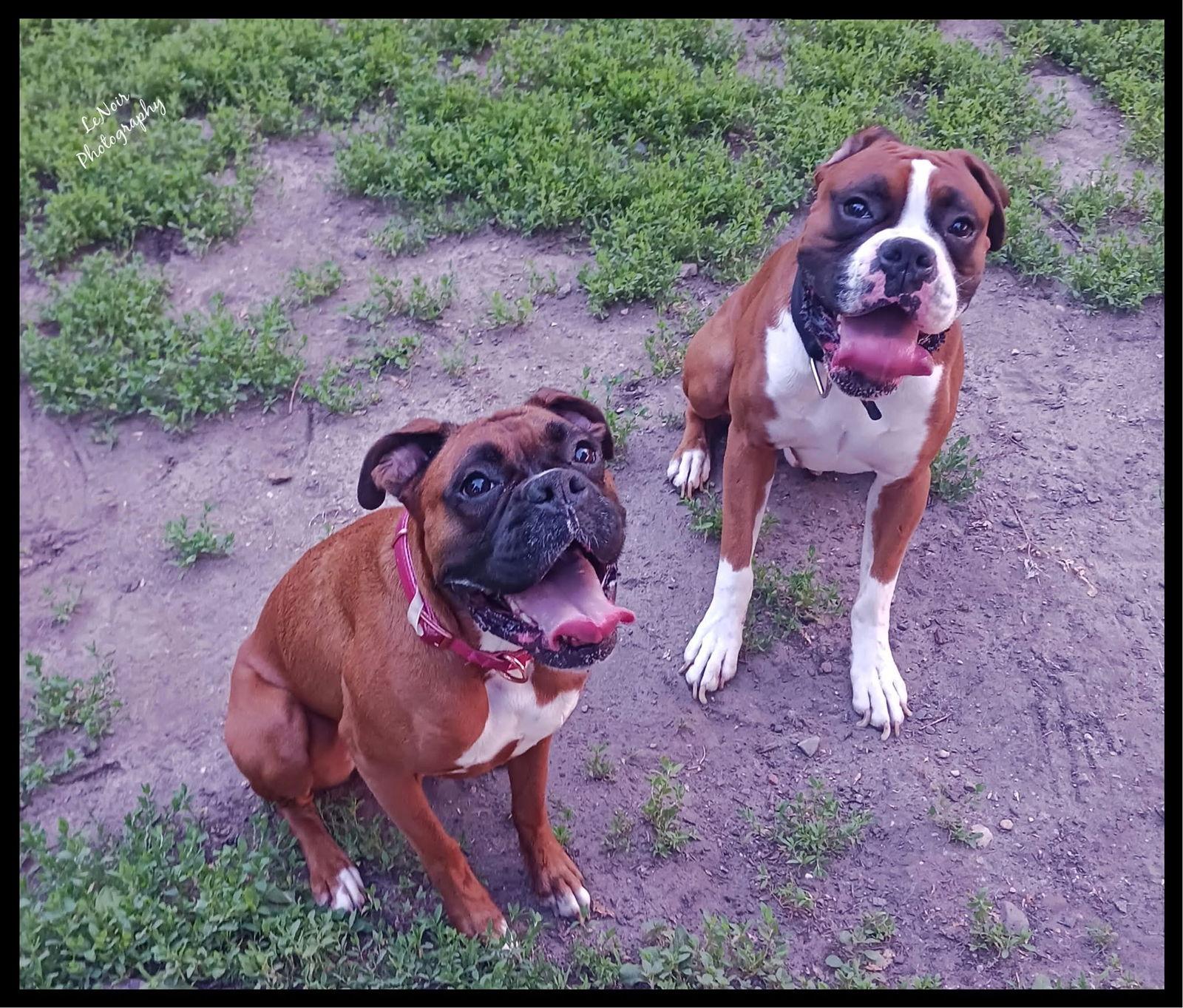 Eddie *Bonded to Nala*, Adoptable, Adult Male Boxer.