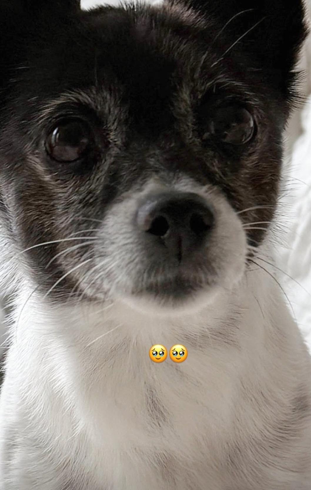 Cookie, Adopted, Adult Female Terrier.