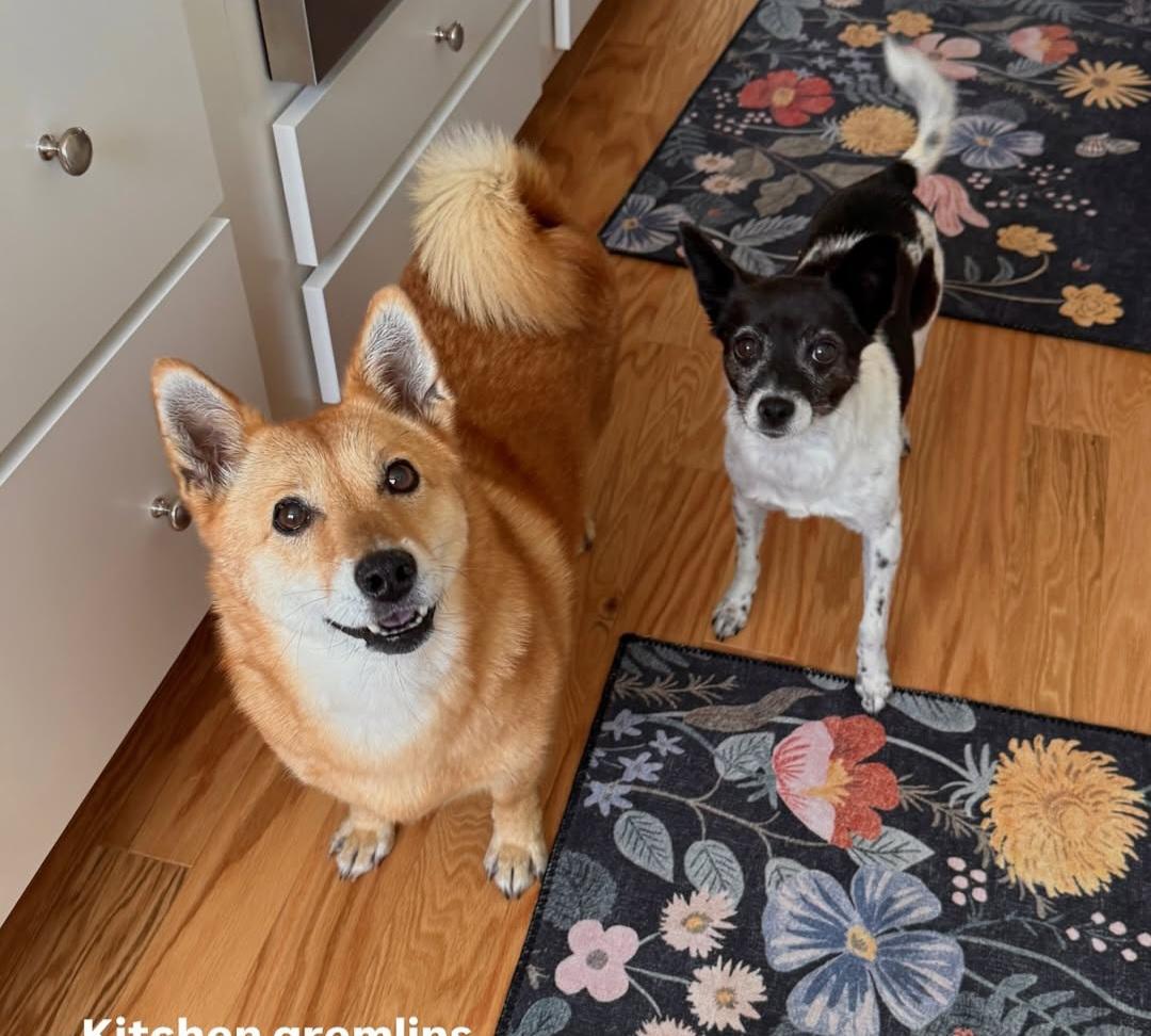 Enlarge Cookie, a Adopted mixed breed in Chantilly, VA image 6/6