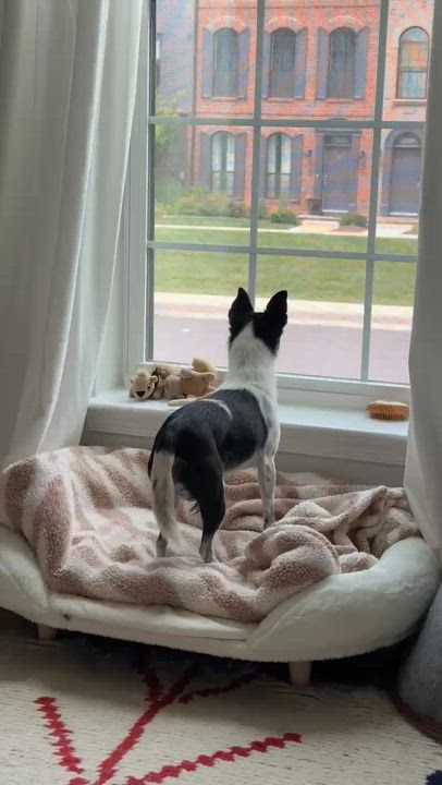 Enlarge Cookie, a Adopted mixed breed in Chantilly, VA video 5/6