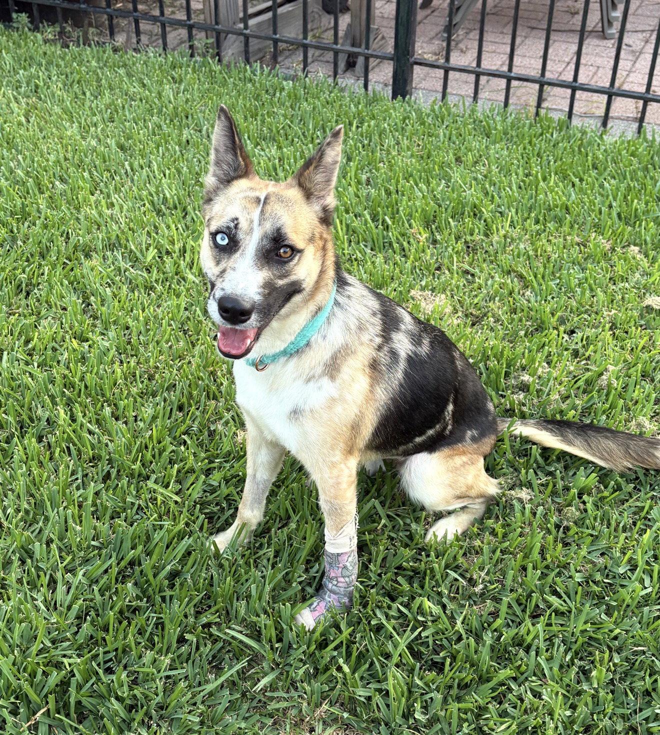 Bitsy, a Adoptable mixed breed in Houston, TX image 2/3