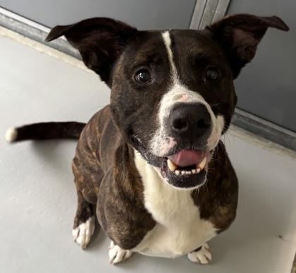 Enlarge Hustle 510-26, a Adoptable mixed breed in Cumming, GA image 1/1
