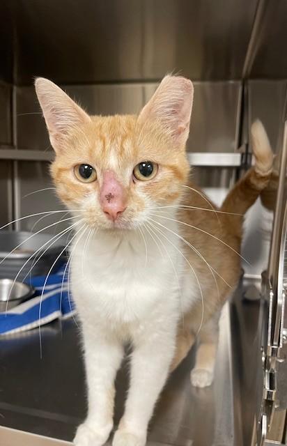 Sammy, ADOPTABLE, Adult Female Domestic Short Hair.