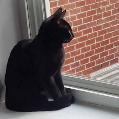 Enlarge Magic, a Adoptable Domestic Short Hair in West Orange, NJ image 2/3