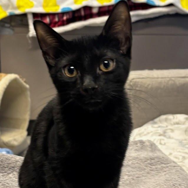 Magic, Adoptable, Kitten Male Domestic Short Hair.