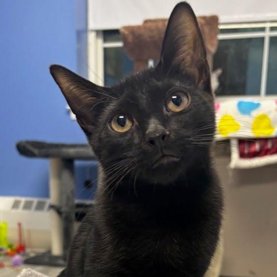 Enlarge Magic, a Adoptable Domestic Short Hair in West Orange, NJ image 3/3