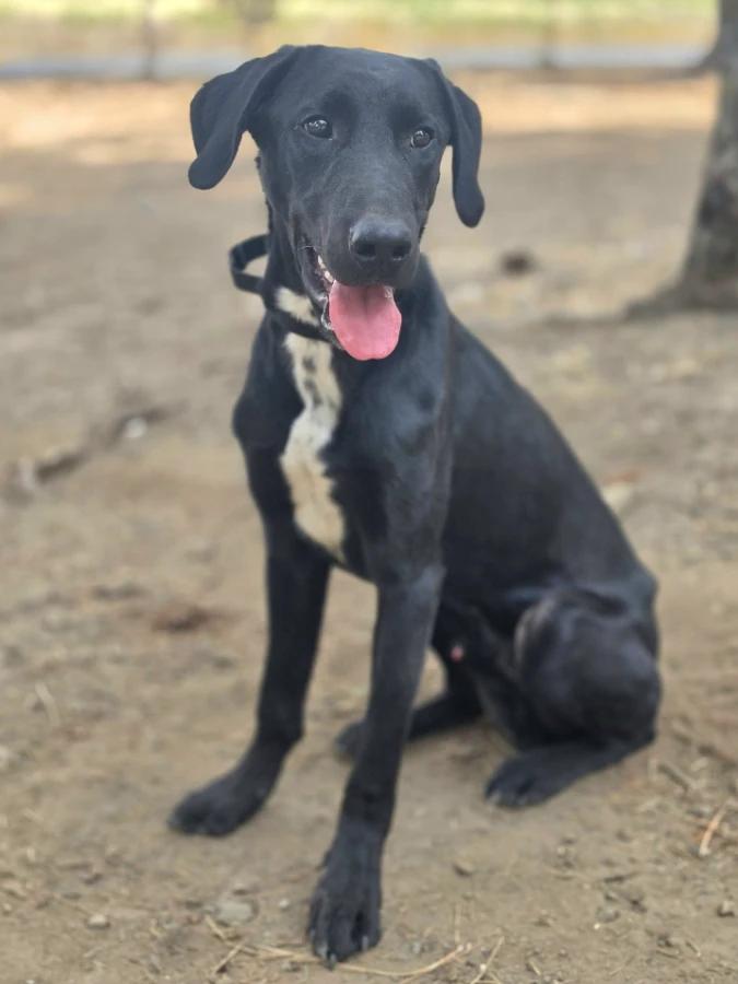 Enlarge Jensen, a Adoptable mixed breed in Elk, WA image 6/6