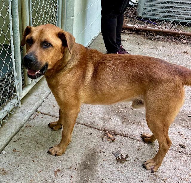 Enlarge Rocky, a Adoptable Retriever in Frenchburg, KY image 1/3