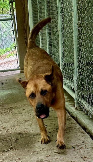 Enlarge Rocky, a Adoptable Retriever in Frenchburg, KY image 2/3