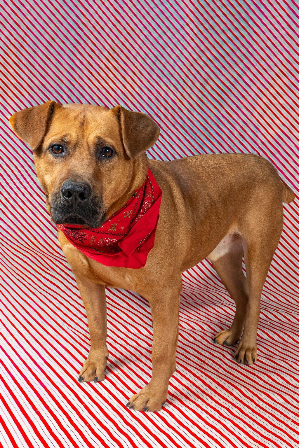 Rocky, Adoptable, Adult Male Retriever.