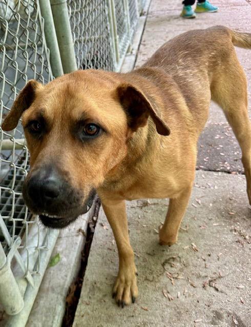 Enlarge Rocky, a Adoptable Retriever in Frenchburg, KY image 3/3